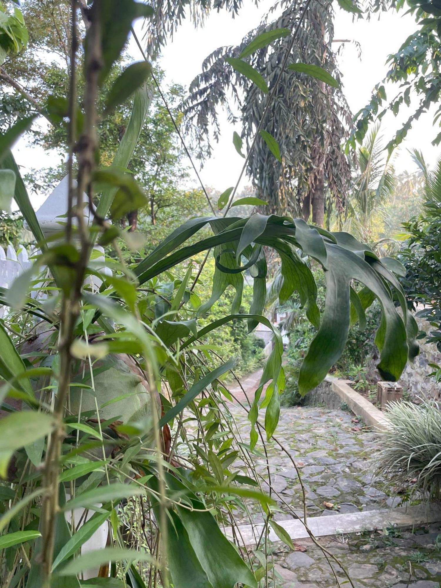 Eco Garden Hiriketiya Hotel ดิคเวลลา ภายนอก รูปภาพ
